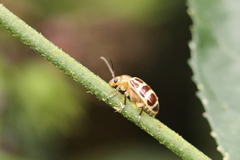 Exora olivacea