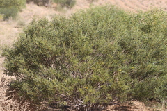 Acacia ligulata