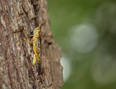 Schistocerca americana