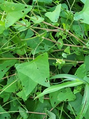 Persicaria perfoliata