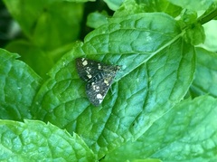 Pyrausta aurata