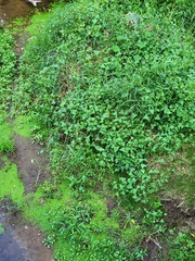 Persicaria perfoliata