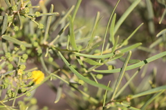 Acacia ligulata