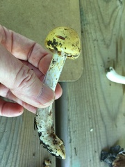 Cortinarius delibutus