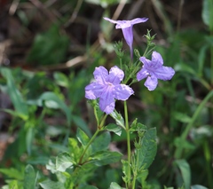 Ruellia nudiflora