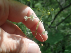 Echinopepon wrightii