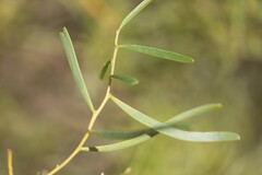 Acacia ligulata