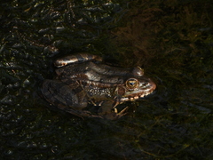 Pelophylax perezi