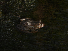 Pelophylax perezi
