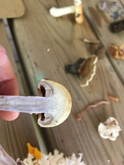 Cortinarius delibutus