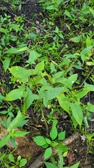 Persicaria arifolia