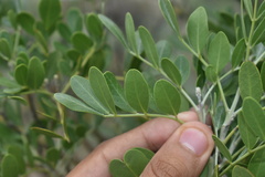 Dermatophyllum secundiflorum
