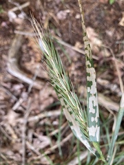 Elymus virginicus