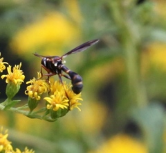 Physocephala sagittaria