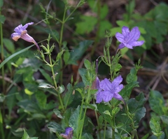 Ruellia nudiflora