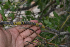 Dermatophyllum secundiflorum