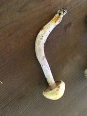 Cortinarius delibutus