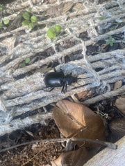 Calosoma