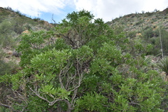 Dermatophyllum secundiflorum