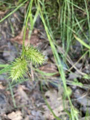 Carex lupulina