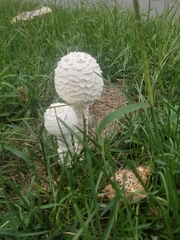 Saproamanita thiersii
