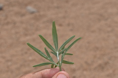 Hymenothrix wislizeni