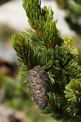 Pinus aristata