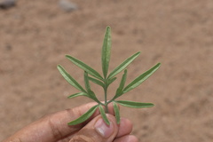 Hymenothrix wislizeni