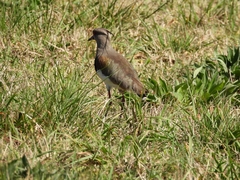 Vanellus chilensis