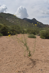 Hymenothrix wislizeni