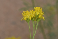 Hymenothrix wislizeni