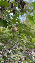 Amphibolips