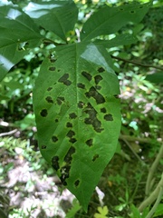 Phyllosticta asiminae