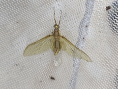 Hexagenia limbata