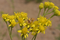 Hymenothrix wislizeni