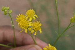 Hymenothrix wislizeni