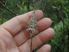 Echinopepon wrightii