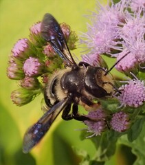 Megachile xylocopoides