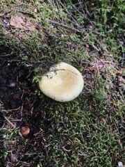 Lactifluus deceptivus