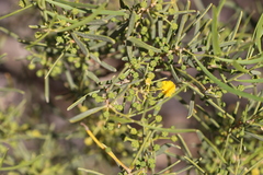 Acacia ligulata
