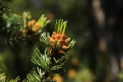 Pinus aristata