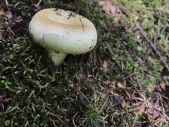 Lactifluus deceptivus