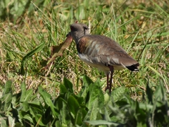 Vanellus chilensis