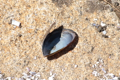 Mytilidae