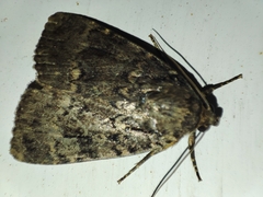 Amphipyra