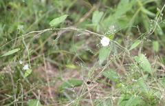 Oplismenus hirtellus