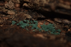 Trichoderma viride