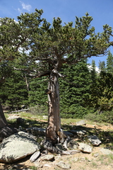 Pinus aristata