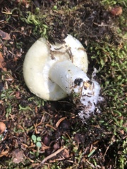 Lactifluus deceptivus