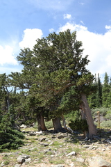Pinus aristata